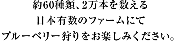 約60種類、2万本を数える日本有数のファームにてブルーベリー狩りをお楽しみください。
