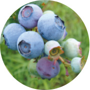 アーリーブルー