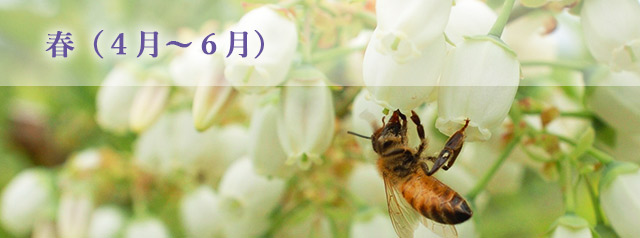 春（４月〜６月）