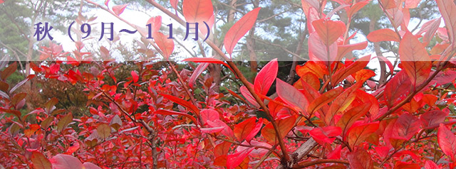 秋（９月〜１１月）